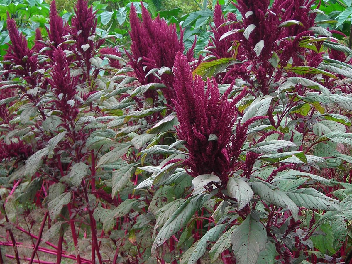 500+ Pcs Amaranth Seeds for Planting, Non-GMO, High Germination, Red and Green Leaf Variety, Vegetable Seeds for Microgreens, Sprouts, Home Garden, Indoor or Outdoor Containers