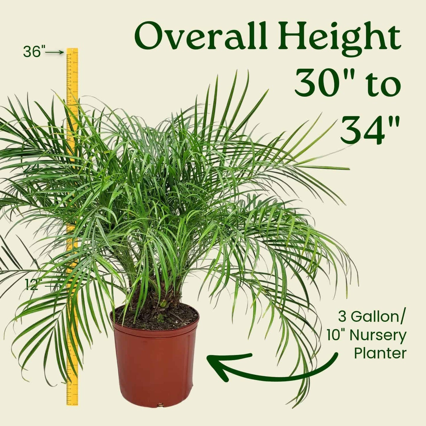 Roebellenii Palm - Live Palm Tree Plant - 3 Gallon Pot - Overall Height 30" to 34" - Tropical Plants of Florida (Plant Only)