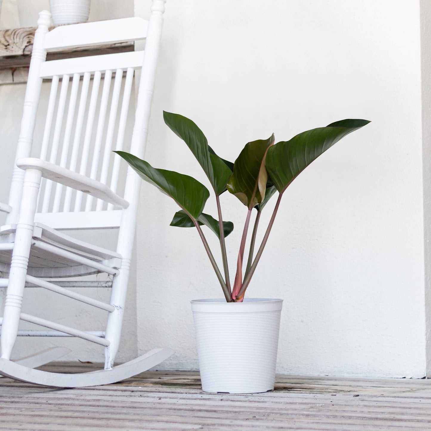 United Nursery Philodendron Red Congo 28-32 inches Tall Live Indoor Plant 10 inch Plant Pot Bold Green Foliage with Striking Red Stems Air Purifying Floor Plant for Office and Home Decor
