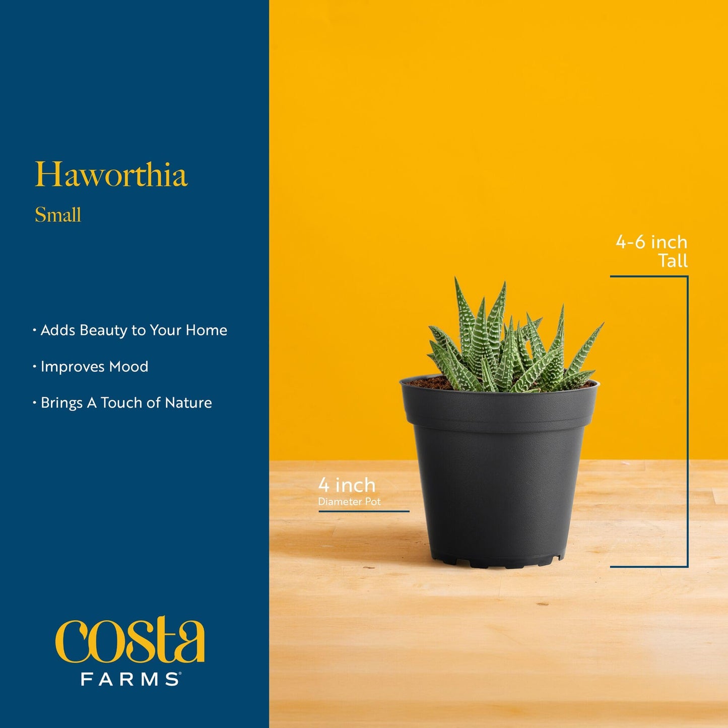 Costa Farms Haworthia, Succulent Live Plant in Decorative Pot, Easy to Maintain Succulent Indoor Houseplant, Home, Room, or Office Decor, House Warming or Birthday Gift, 4-6 Inches Tall