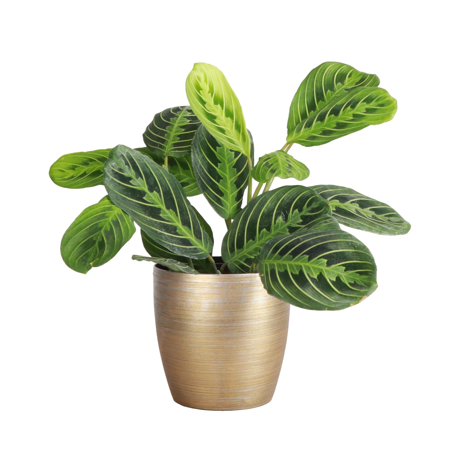 Thorsen's Greenhouse Lemon Lime Prayer Plant, Live Indoor Plant, Pet Friendly, Attractive Houseplant, Lemon Maranta, Natural Air Purifier, Easy to Grow, 4" Diameter Pot (Gold)