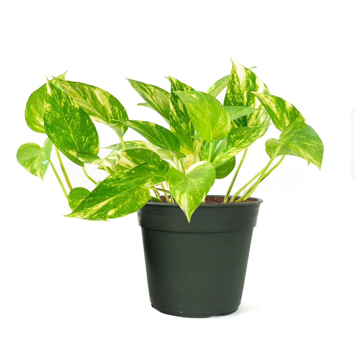 American Plant Exchange Golden Pothos 4-Inch Pot – Easy-Care Trailing Houseplant, Air-Purifying Vine for Home & Office, Low-Maintenance Indoor Plant for Hanging Baskets & Shelves