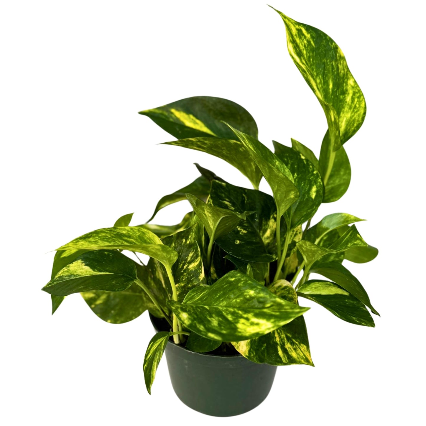 PLANTVERS Golden Pothos in a 6" Grow Pot | Epipremnum Aureum | Devil’s Ivy Indoor Vine | Air Purifying Plant | Low Maintenance & Easy Care Indoor Plant | Tropical Vining Plant | Trailing Houseplant