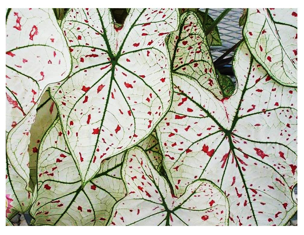 Fancy Leaf Caladium - Cranberry Star - Large Size Bulb - Hardy Zones 9-11