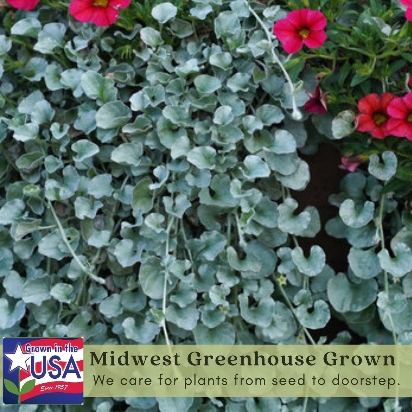 Clovers Garden Dichondra Silver Falls Plants Two (2) Live Plants – Non-GMO - Not Seeds - Each 4" to 8" Tall – in 4" Inch Pots - Heat, Drought Tolerant