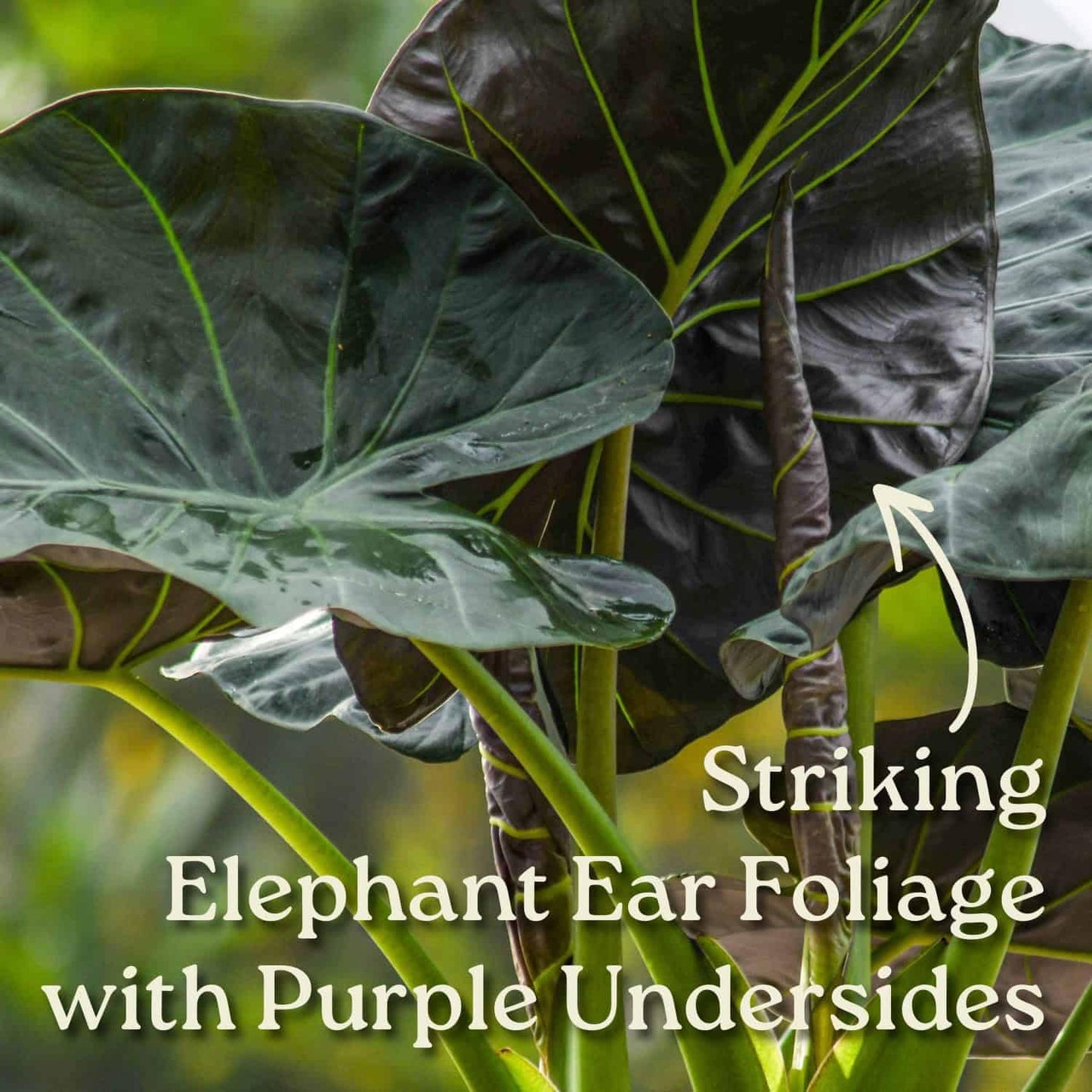 Tropical Plants of Florida Alocasia Regal Shields Live Plant 3 Gallon 10 Inch Nursery Pot, 26 to 32 Inch Tall Elephant Ear with Dark Green and Purple Foliage