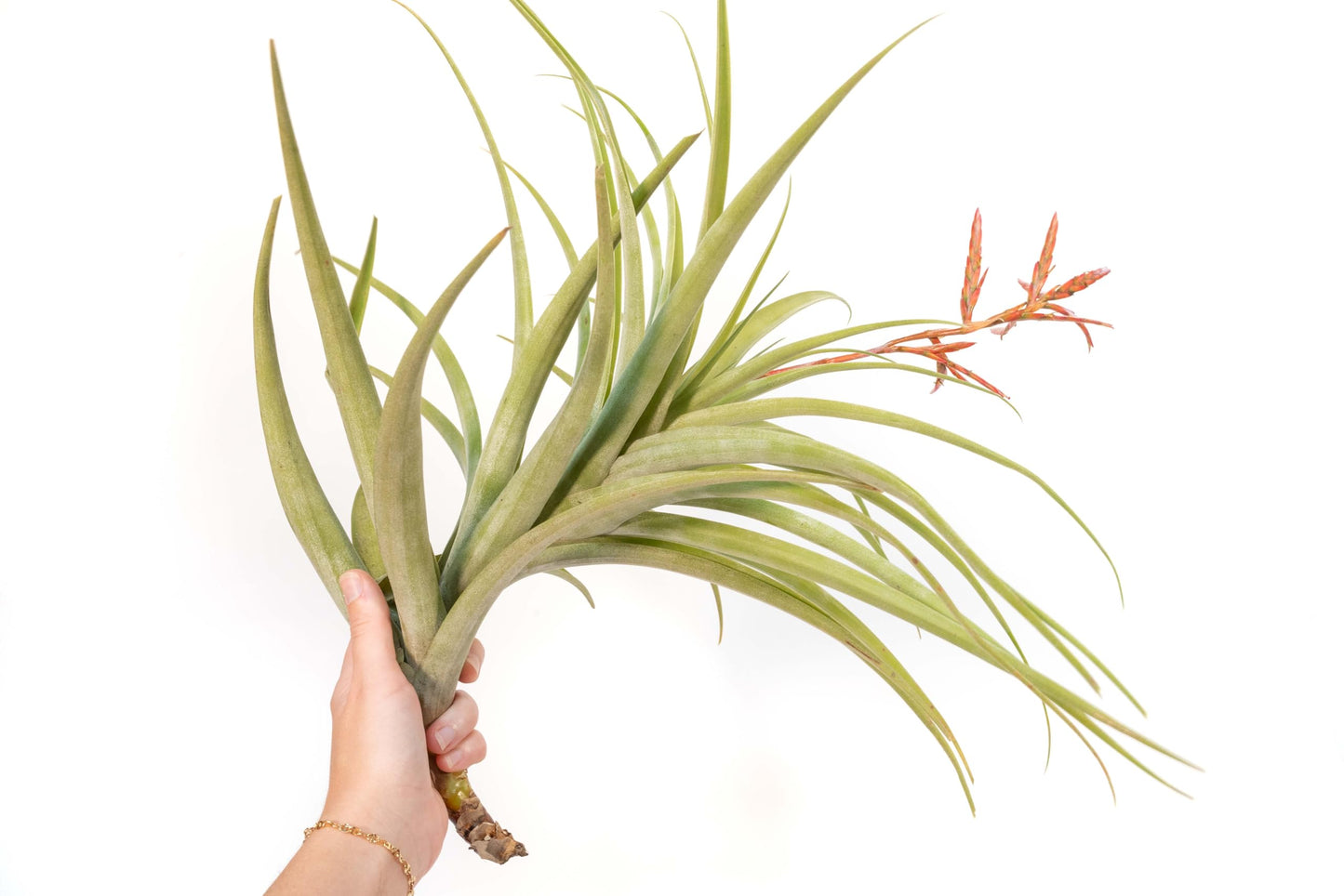 Air Plant Shop Tillandsia Latifolia - Wholesale and Bulk - Succulents - Live Tillandsia - Easy Care Indoor and Outdoor House Plants