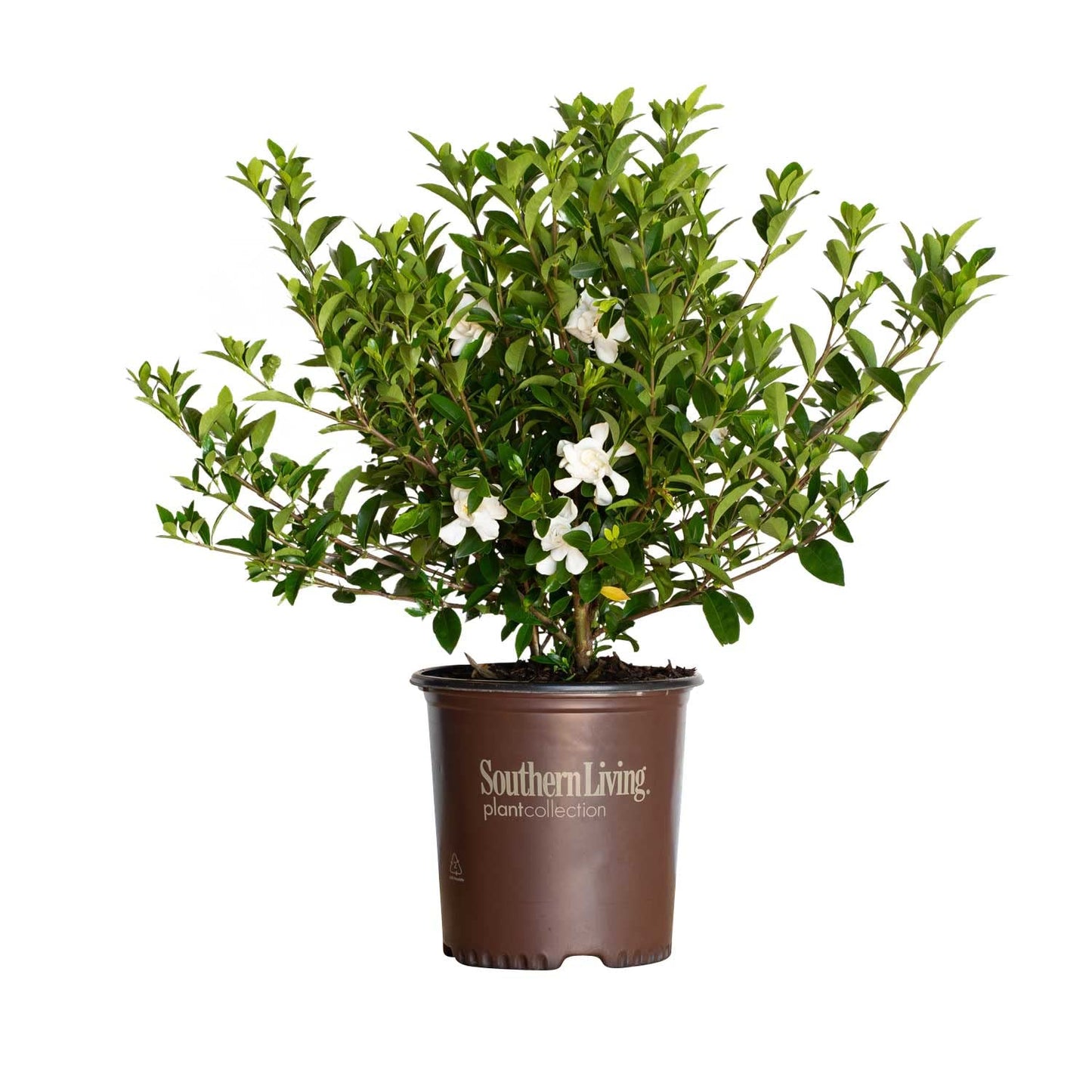 Jubilation Gardenia (2 Gallon) Flowering Evergreen Shrub with Fragrant White Blooms - Full Sun to Part Shade Live Outdoor Plant/Bush - Southern Living Plants