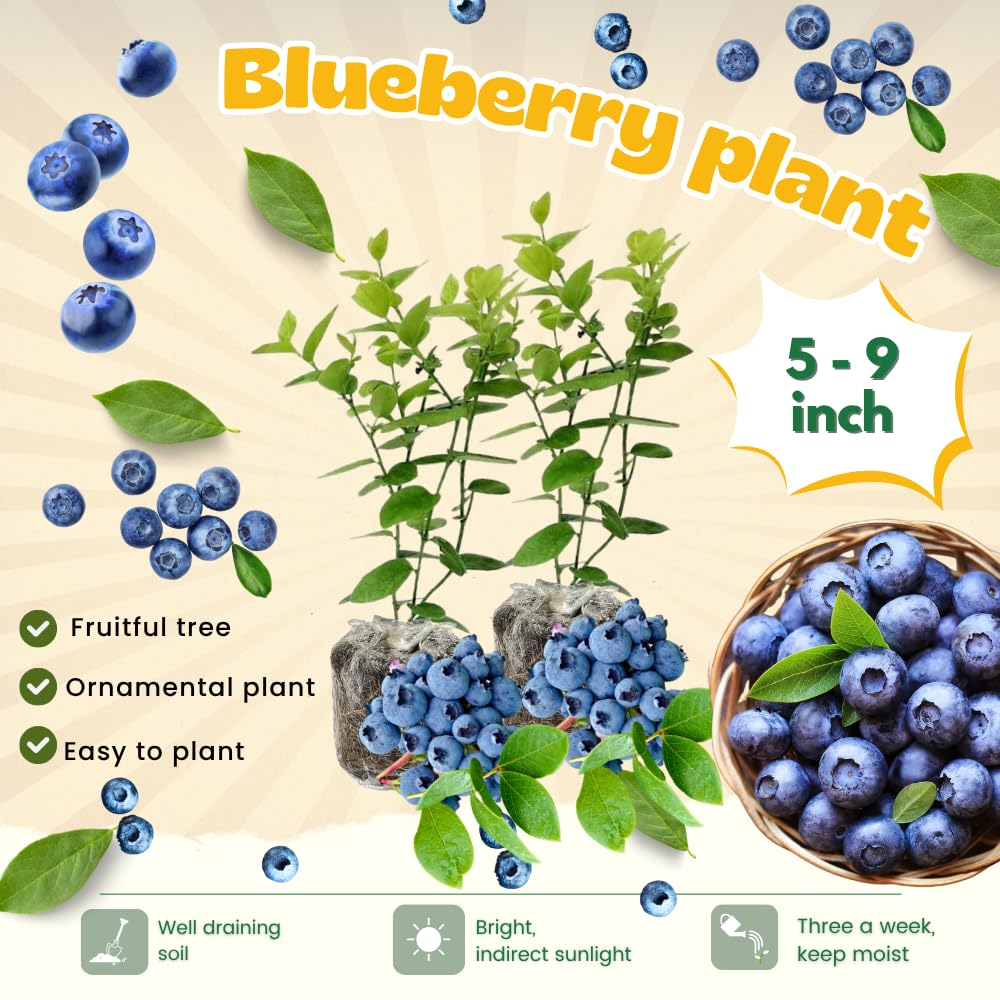 2 Emerald Blueberry Bush Live Plant, Blueberry Plants Live for Planting 5 to 8 Inch Tall, Sweet Blueberries Fruit Seedlings