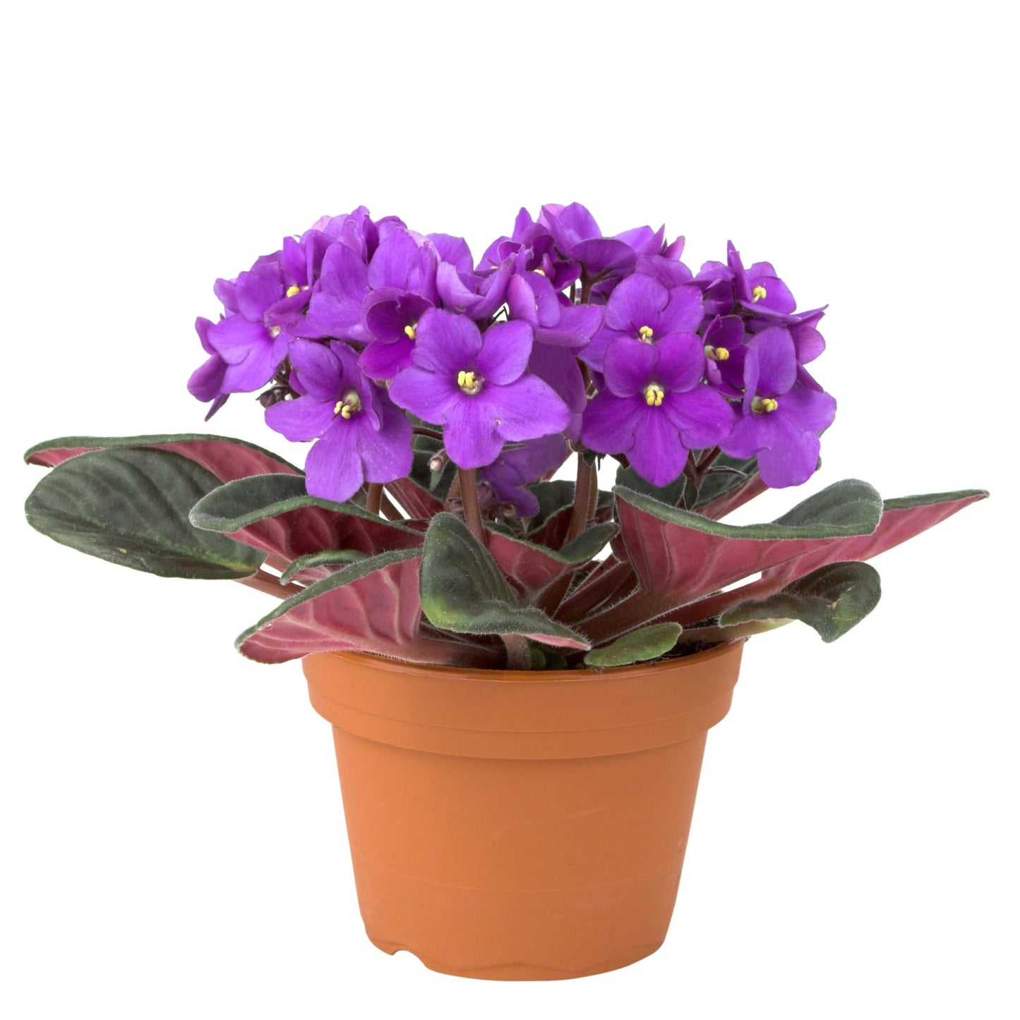 African Violets Live Plant in 4 Inch Pot, Purple Blooms, Perennial Flower Houseplant African Violet Plant for Indoors Outdoor Garden