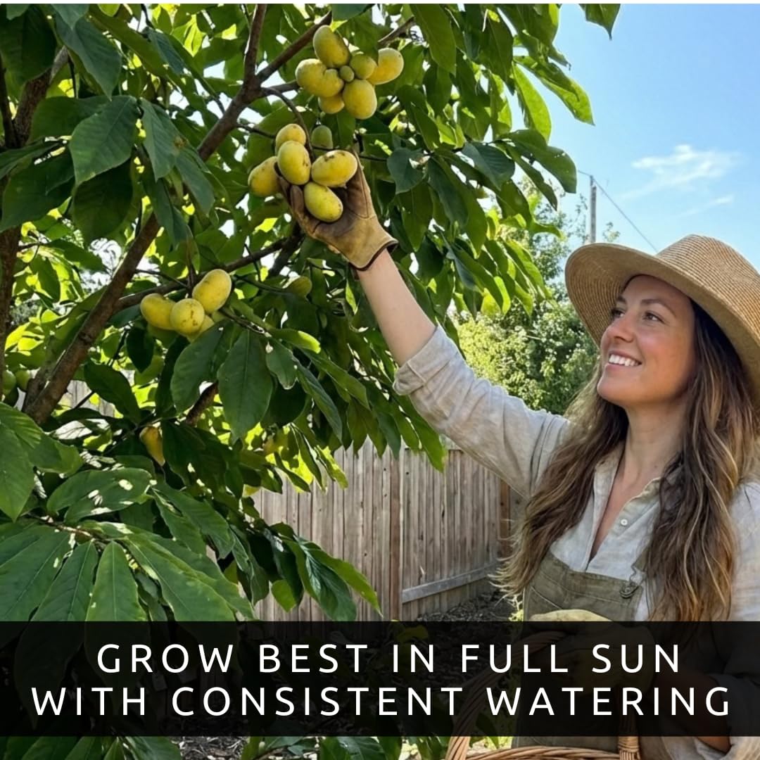 Pawpaw Tree Live Plants (Asimina triloba) – 1-2 Feet Tall Hardy Native Fruit Trees – Produces Delicious Tropical-Flavored Pawpaw Fruit – Fast Growing Backyard Orchard Plant (2 Trees)