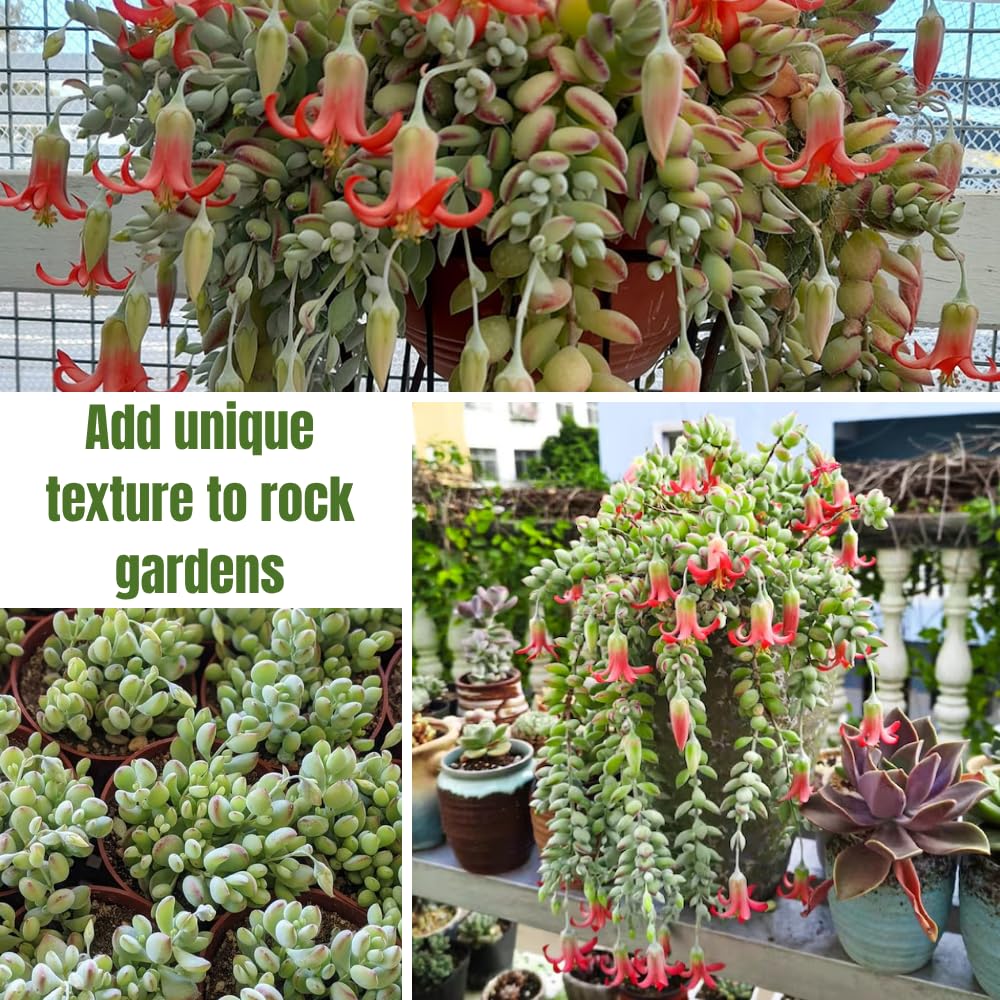 Cotyledon Pendens Succulent Live Plant Potted, Trailing Succulent Rare House Plant for Home Office Decoration, Indoor Outdoor Growing, 4" Pot, Starter Plants