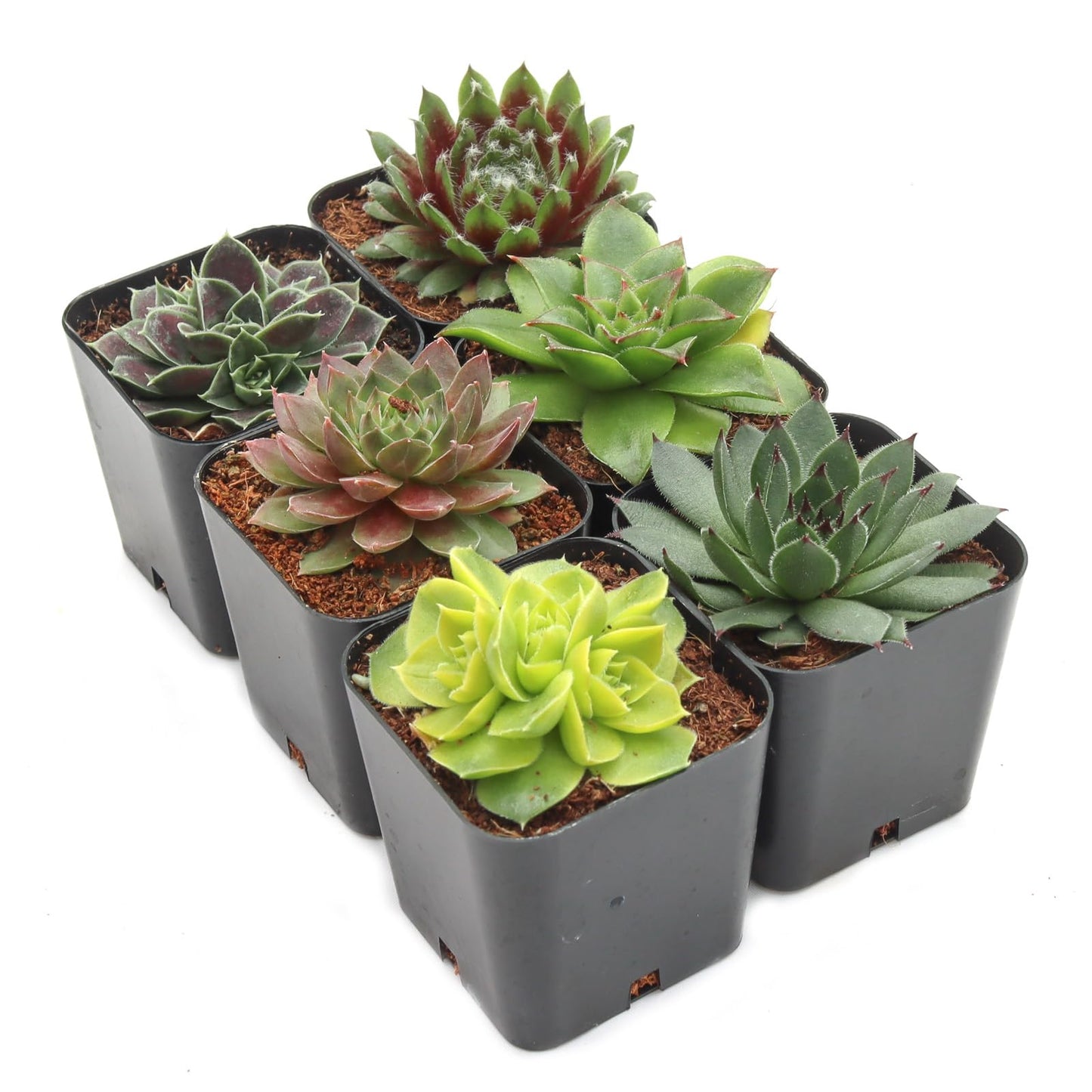Mountain Crest Gardens Sempervivum Succulent Variety Pack - 6 Hardy Live Rosette Plants, No Repeats, Rooted in 2 Inch Pots - for Rock Gardens, Containers, DIY Displays
