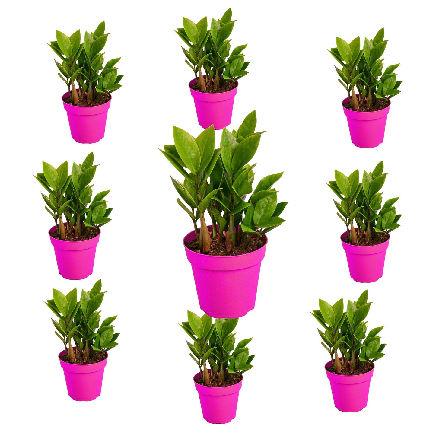 9 Pack Zamioculcas Zamiifolia ZZ in 4in Pot - Live Plants Tropical Houseplants | Variegated | USA Growers | The Snobby Leaf