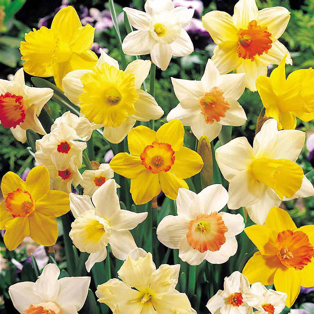 Sunshine Narcissus Mix 50 Bulbs- 14/16 cm Bulbs - Value Bag