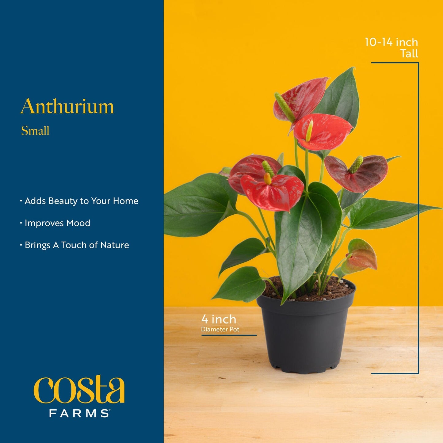 Costa Farms Live Anthurium Indoor Houseplant, Flamingo Flower with Heart-Shaped Red Blooms, 10-14 Inches Tall in Decorative Pot, Natural Air Purifier for Home or Office Decor, Gift for Her