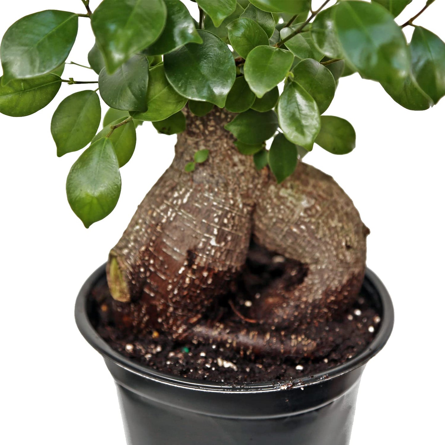 Live Ginseng Ficus, Ficus Retusa, Taiwan Ficus, Banyan Fig, Bonsai Houseplant, Birthday Gift, Housewarming Gift for The Home, Plant Lover Gift, Live Potted Houseplant in 6" Pot