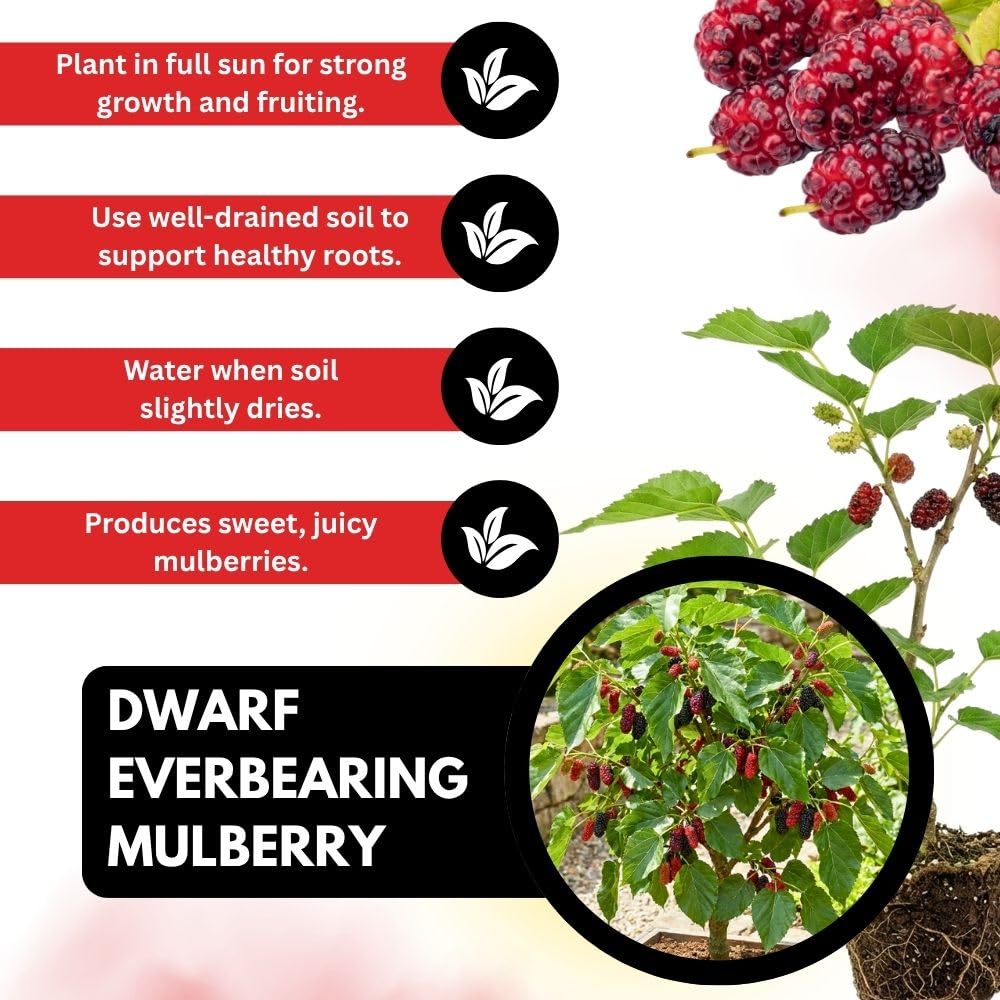 Dwarf Everbearing Mulberry Tree Live Plant for Planting, Mulberry Tree, Everbearing Fruit Tree, 4-7" Tall Plant