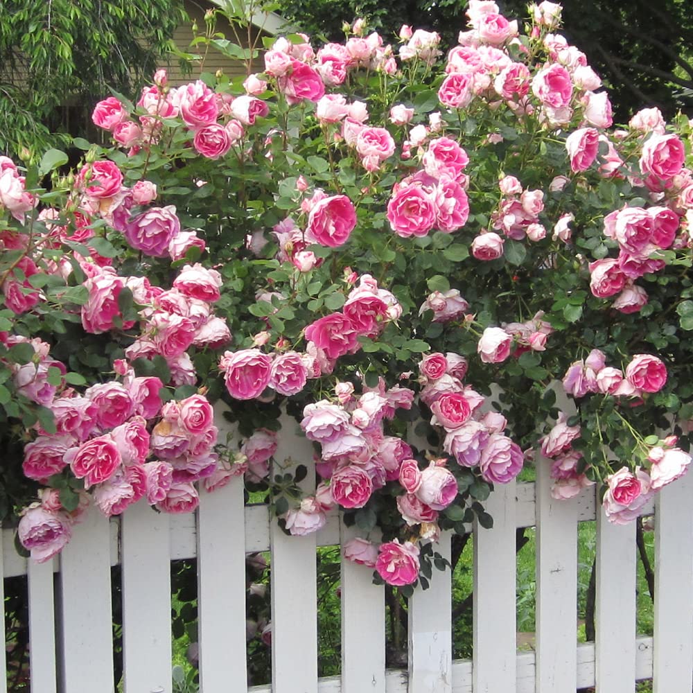 Heirloom Roses Rose Plant - Carefree Wonder™ Pink Rose Bush, Landscape Live Plant for Planting Outdoors