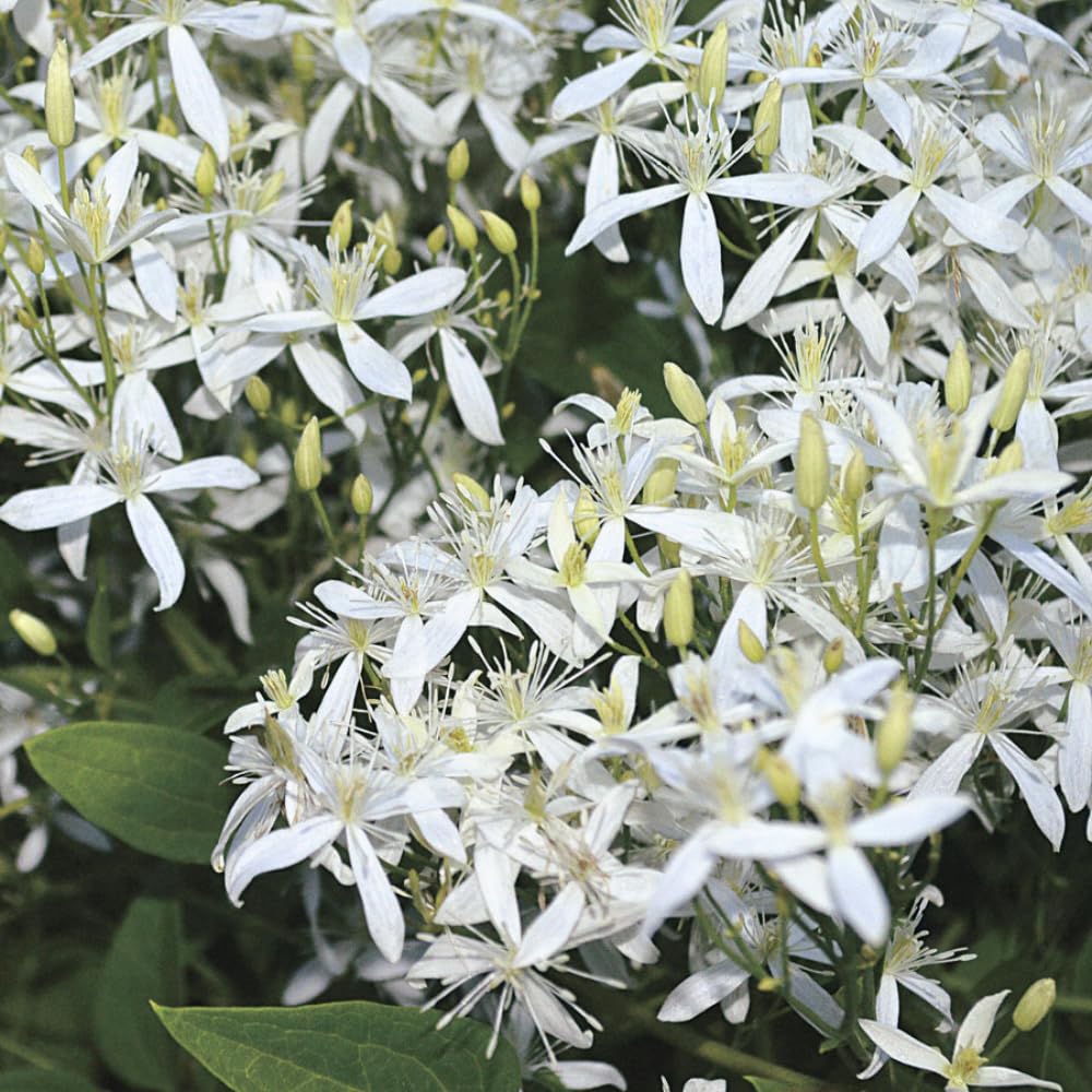 3 Sweet Autumn Clematis Plants Live Well-Rooted in 4” Pots, Fast Growing Fragrant Flowering Vine for Outdoor Garden and Trellis