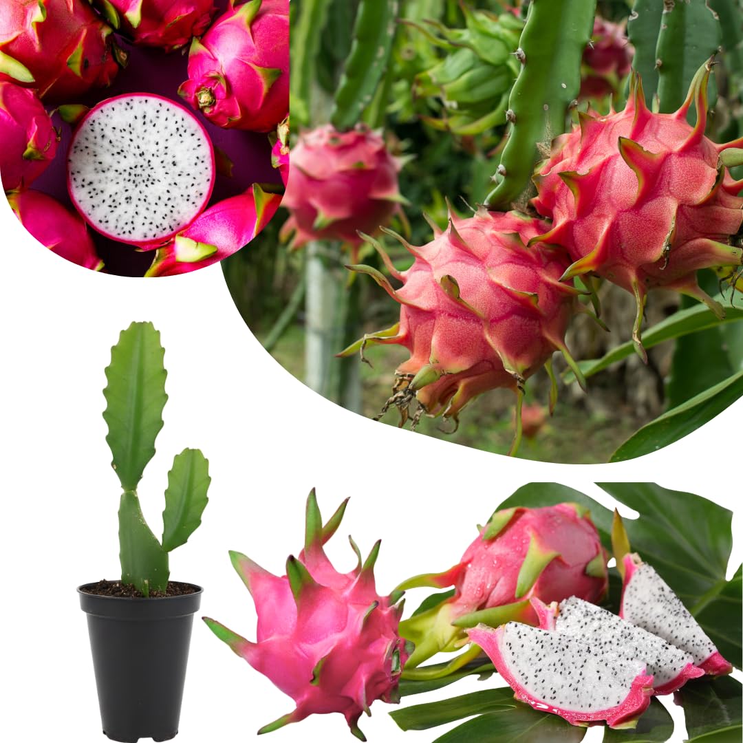 White Dragon Fruit Live Plant, Tropical Sweet Fruit Plant, Well Rooted in 4'' Pot, Ready to Grow