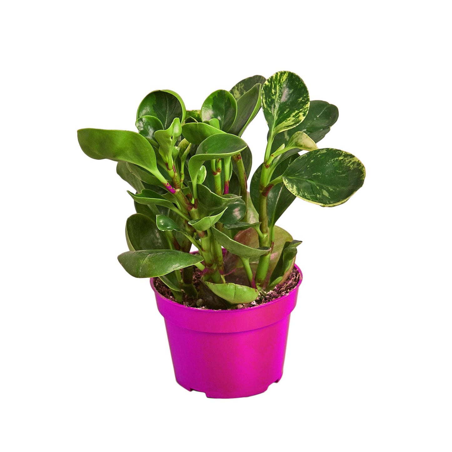 Peperomia 'Marble' in 3in Pot - Live Plants Tropical Houseplants | Variegated | USA Growers | The Snobby Leaf