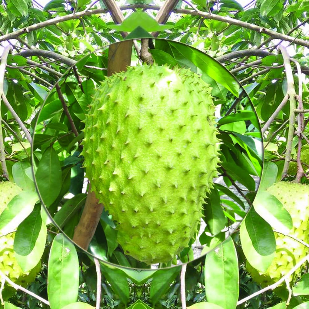 Sweet Giant Soursop Plant Live Tree, 2-3 Feet Tall, Ready to Bear Fruit, No CA, Outdoor Guanabana Annona Muricata Plants for Zones 10-11 Planting, 1 Gallon Potted