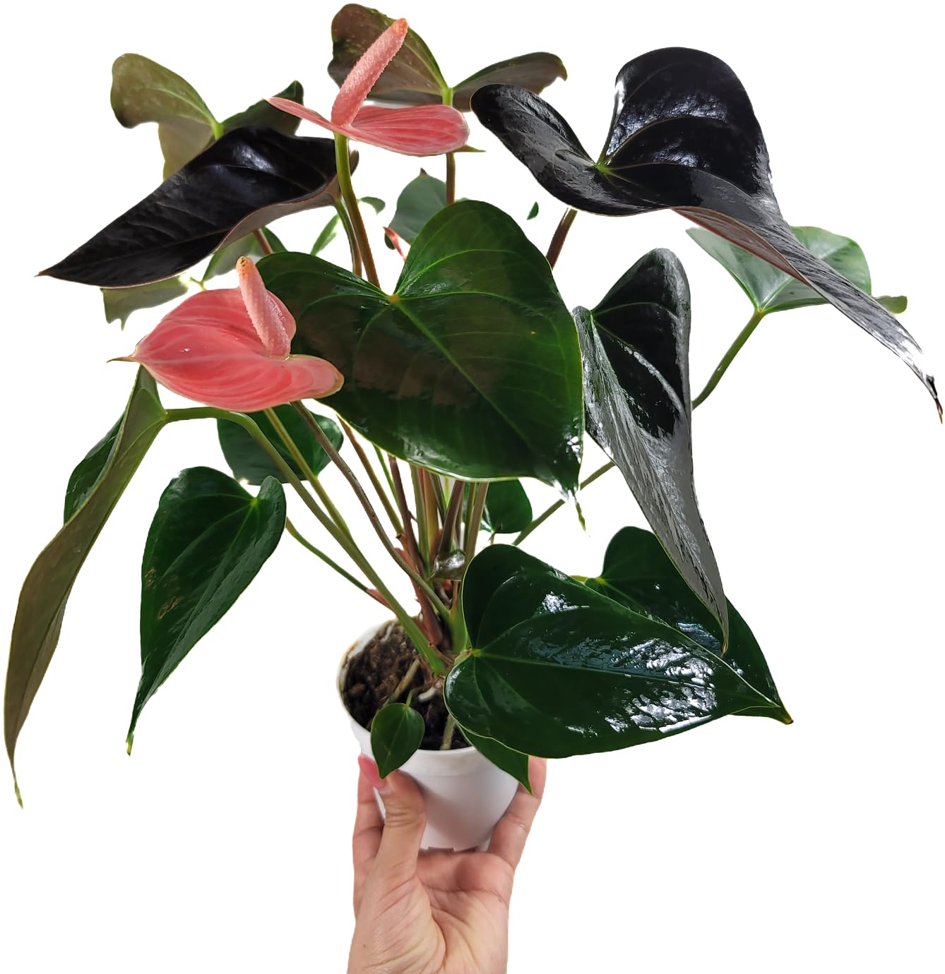Anthurium Rainbow Champion Plant in 4" Pot - Colorful Blooms - Long-Lasting Blooms and Lush Foliage - Easy-Care Indoor Plant - CA Seller - Air Purifying Plant (Small, 4" Pot)