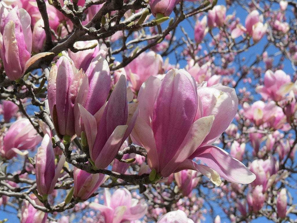 Live Plant - Jane Magnolia Tree/Shrub/Bush - 6-12" Tall Seedling - Live Plant - 2.5" Pot