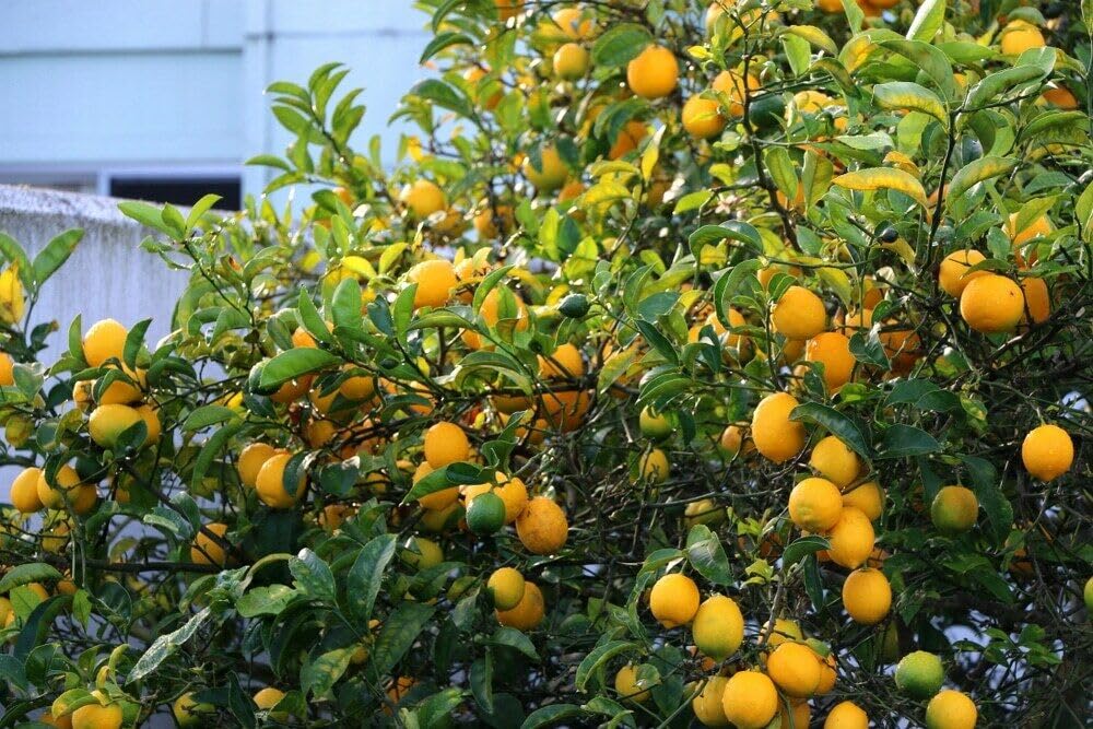 Live Meyer Lemon Tree - 2-5 Inch Tall Live Plant - Potted Seedling - Yellow Lemon Fruit Plant - Citrus x meyeri
