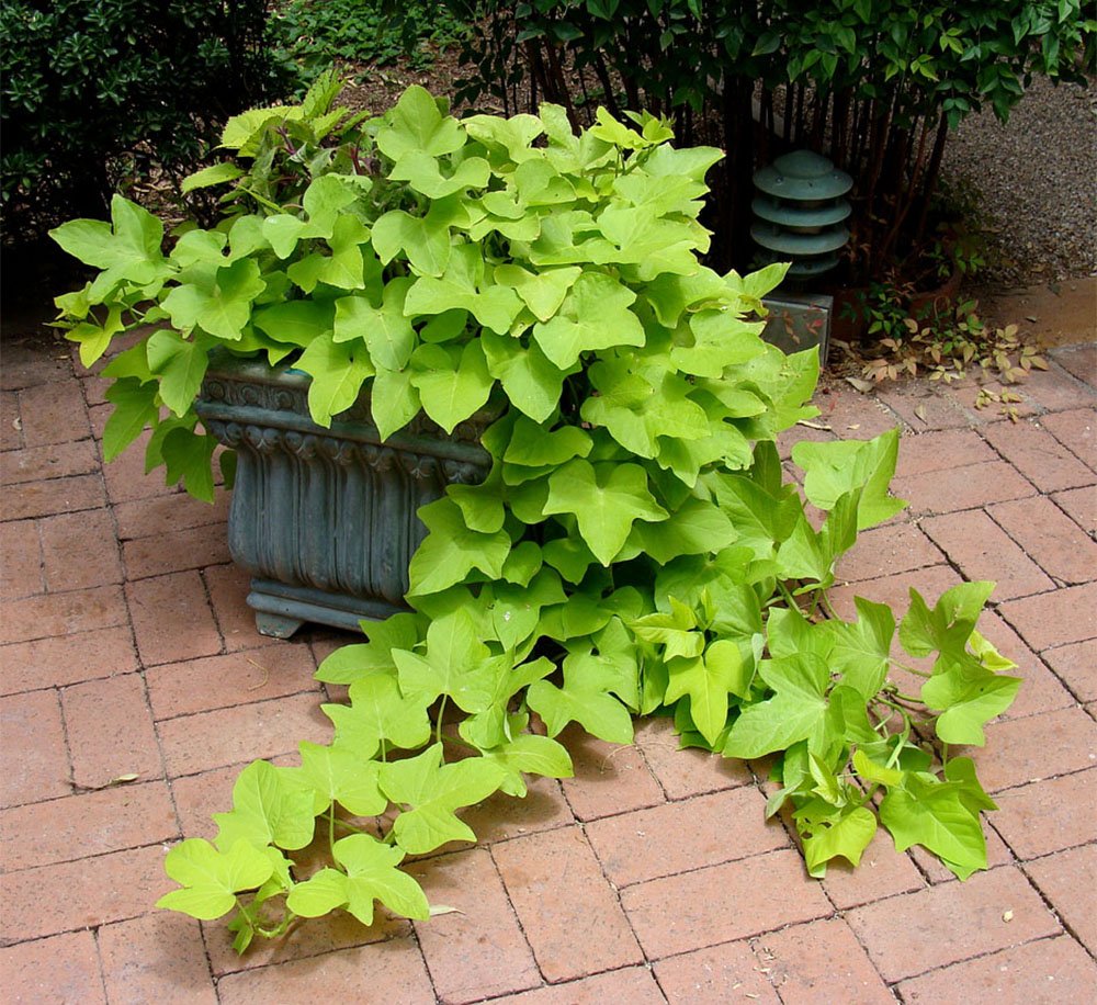 American Plant Exchange Lime Sweet Potato Vine – 6-Inch Pot – Live Trailing Foliage Plant, Fast-Growing Ornamental Vine for Hanging Baskets, Patio Containers & Garden Borders