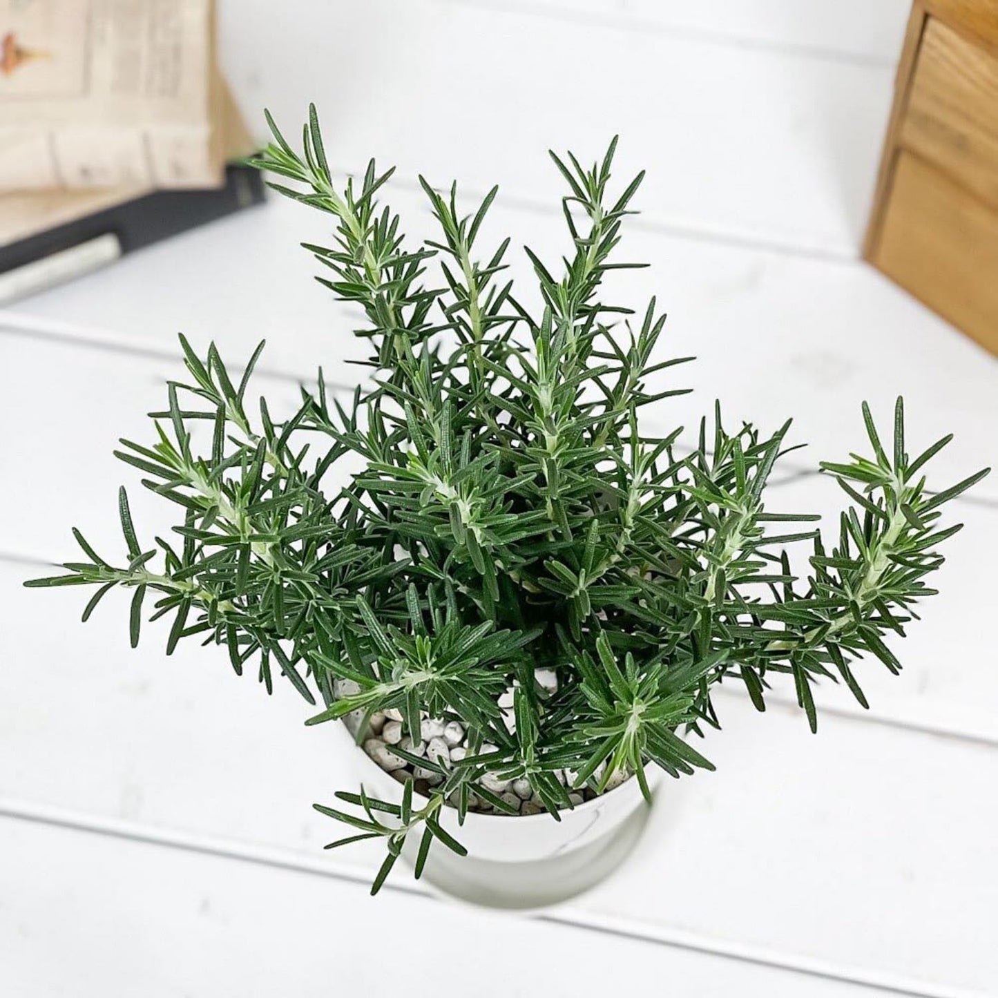 4 Rosemary Plants Live in Pot, 5 to 7 Inc Tall, Rosemary Plant Pot, Live Rosemary Plant, 4 Inc Potted