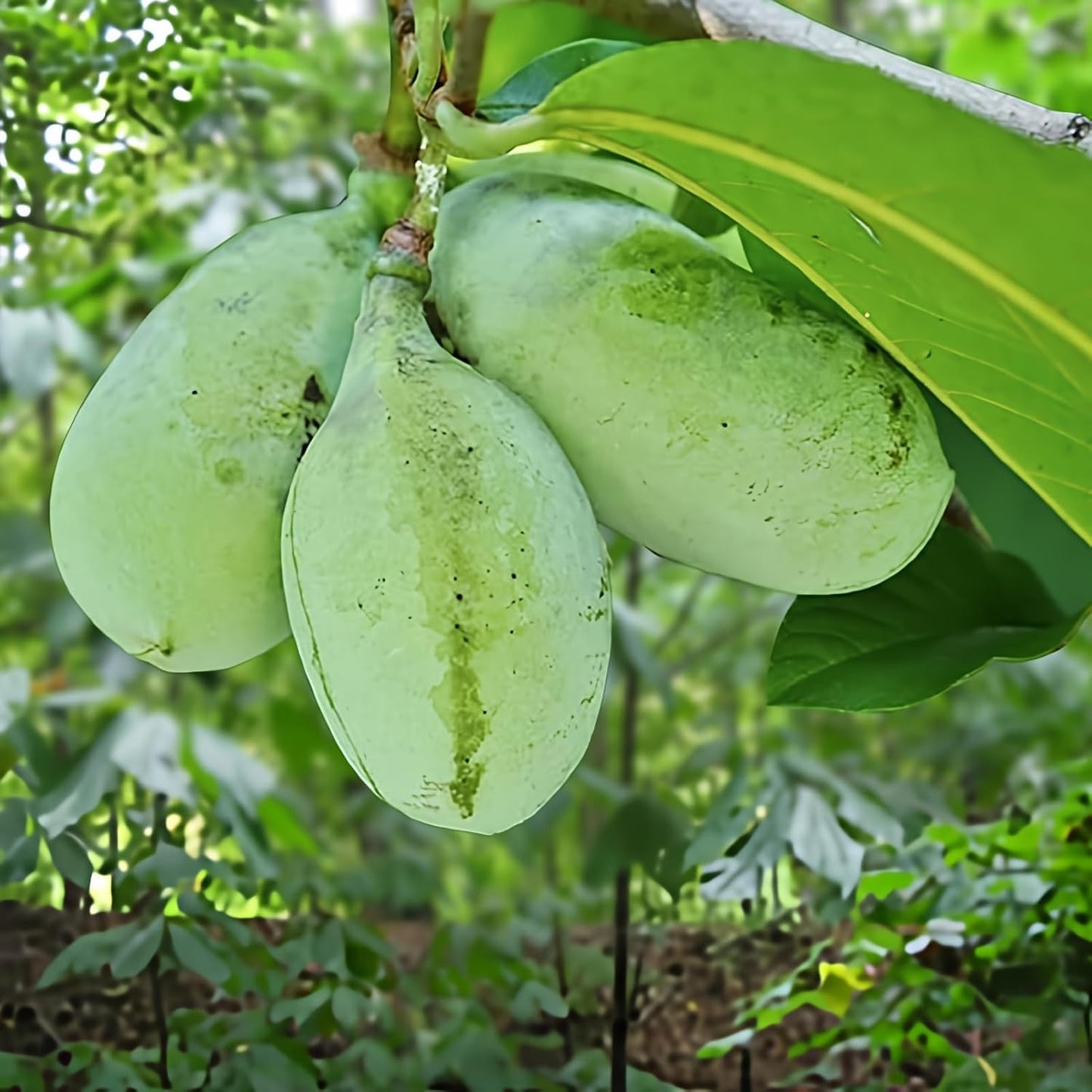 Paw Paw Indian Banana Tree – Live Plant Seedling 6-12” Tall – Asimina Triloba in Quart Pot