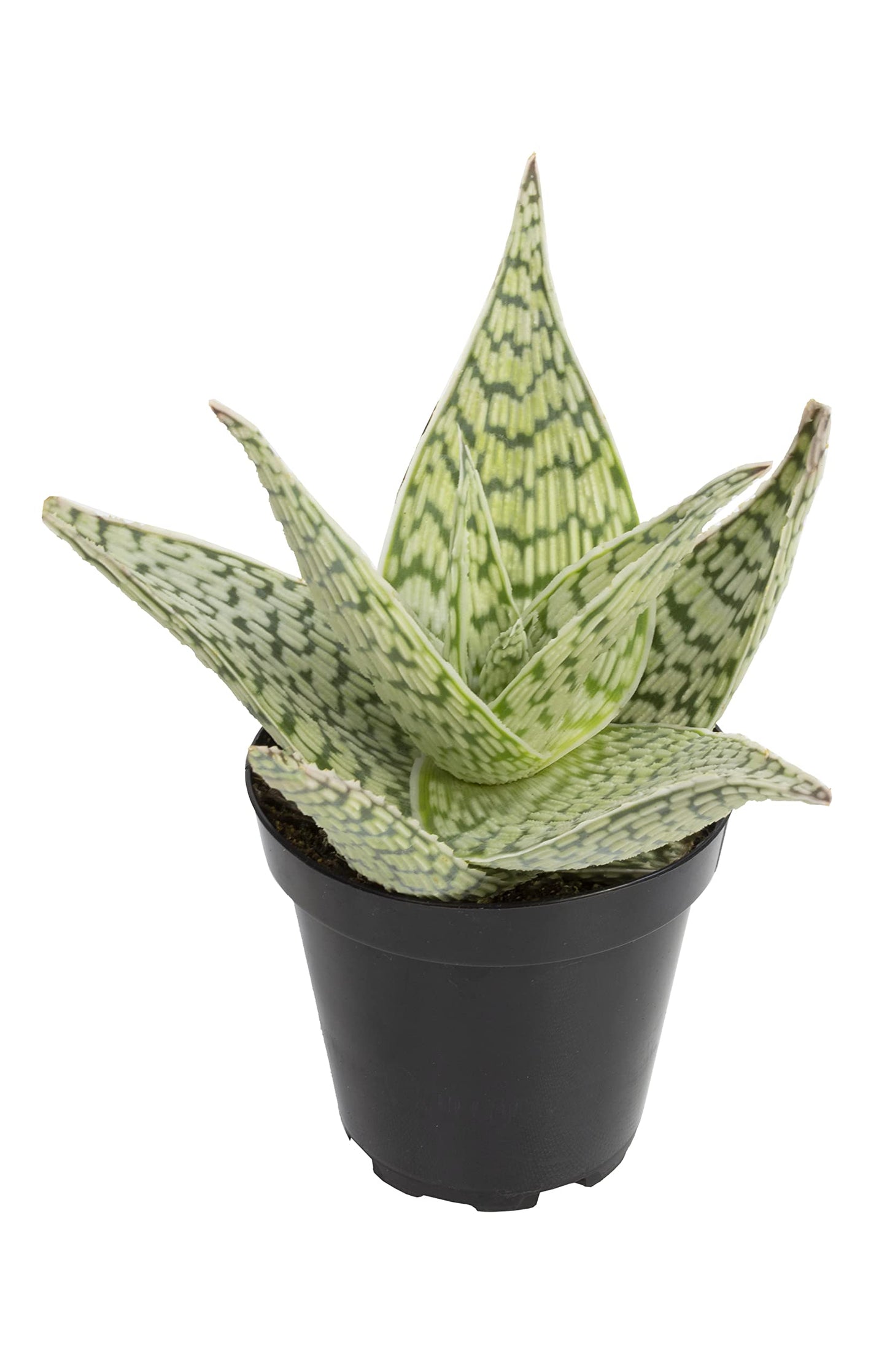 Live Aloe Plant Succulents, Succulents Plants Live in Potting Soil Mix, Potted Succulents Live Plants, Star Aloe Plants Live with Cacti Pots, Cactus Plants Live Succulent Plants by Plants for Pets