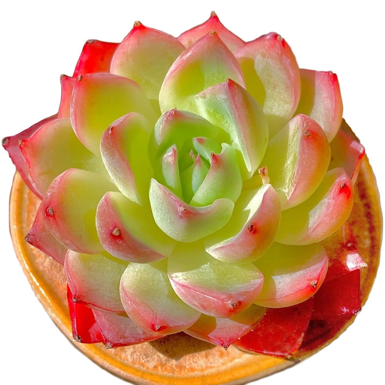 Echeveria Crystal Rose Rare Live Succulent Plants, Mini Pink 1 Head 2" Live Plant,Bare Root Without Pot Soil,Garden Indoor Office Desk Wedding Party Baby Shower Decoration, Friend Plant Lovers Gifts