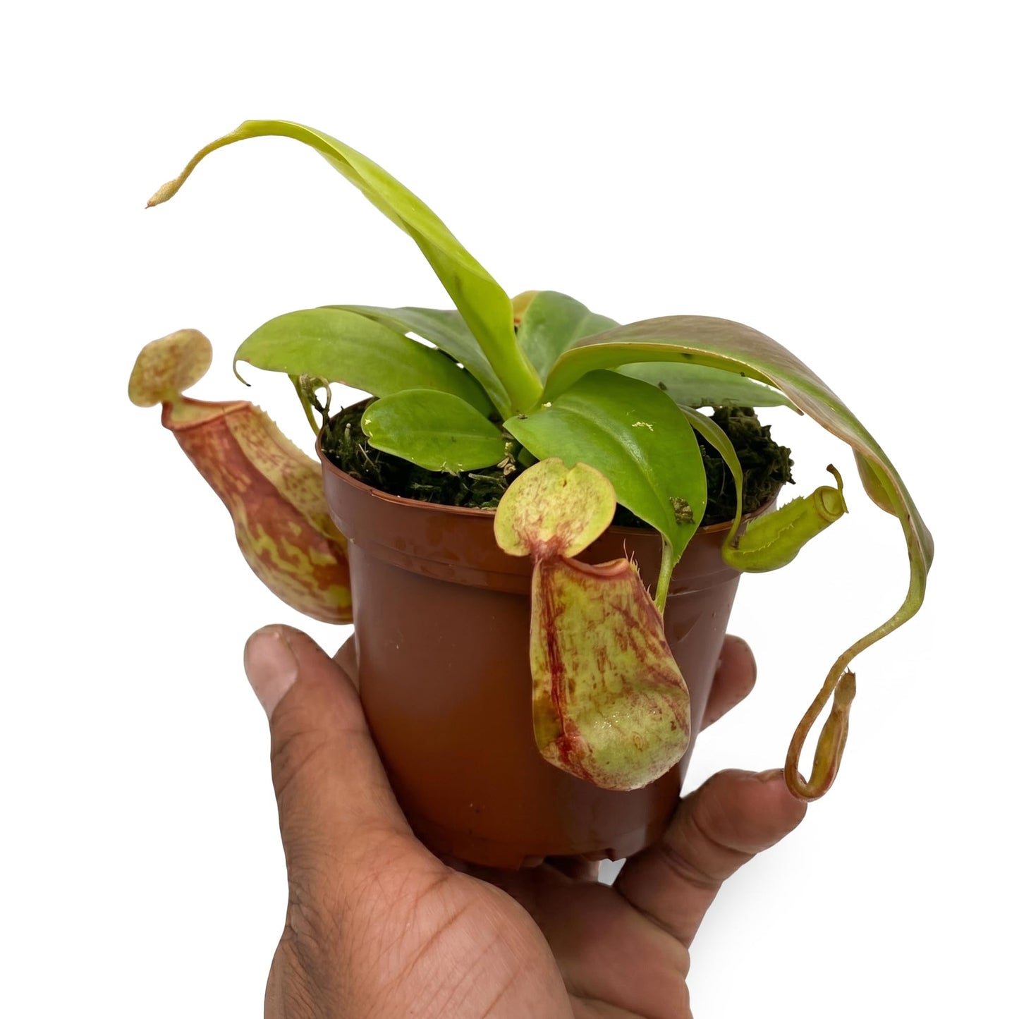 Live Nepenthes 'St Gaya' Carniverous Plant - 'St Gaya Tropical Pitcher Plant' - ragnaroc Carniverous Tropical Plant in 4" Growers Pot - 1ct - Live Arrival Guaranteed - House Plants for Décor & Gift