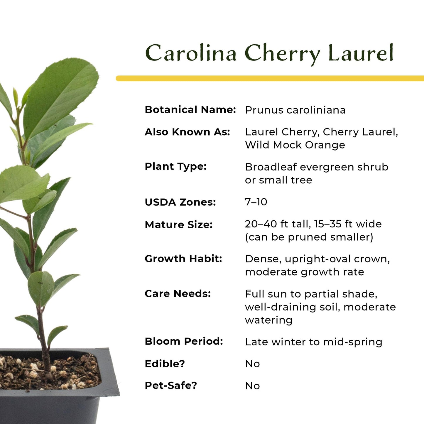 6 Carolina Cherry Laurel in 2.5” Nursery Cubes (Prunus caroliniana) | Evergreen Screening Shrub or Small Tree for Hedges, Borders & Wildlife | Ready-to-Plant Live Starter Plants