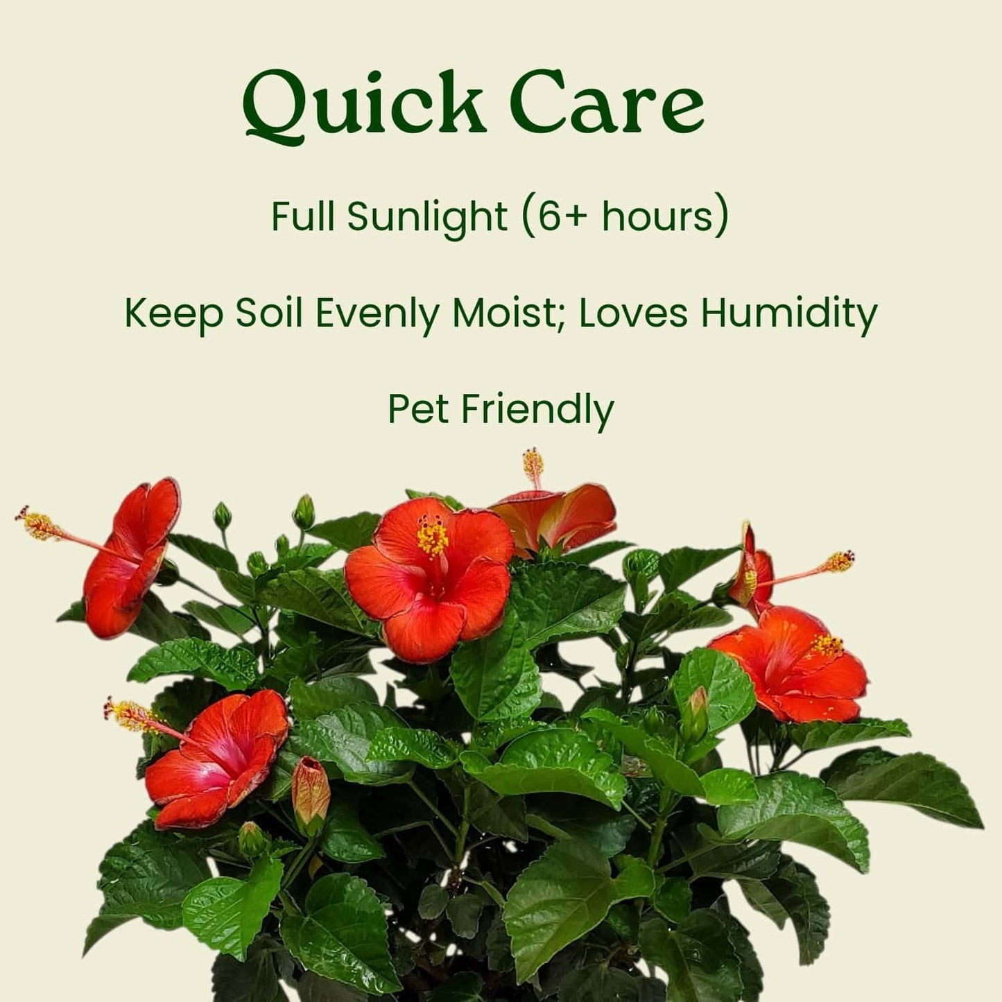 Tropical Plants of Florida - Red Hibiscus Bush Dwarf - Flowering Plants Live - 12" to 16" Overall Height - 1 Gallon Planter