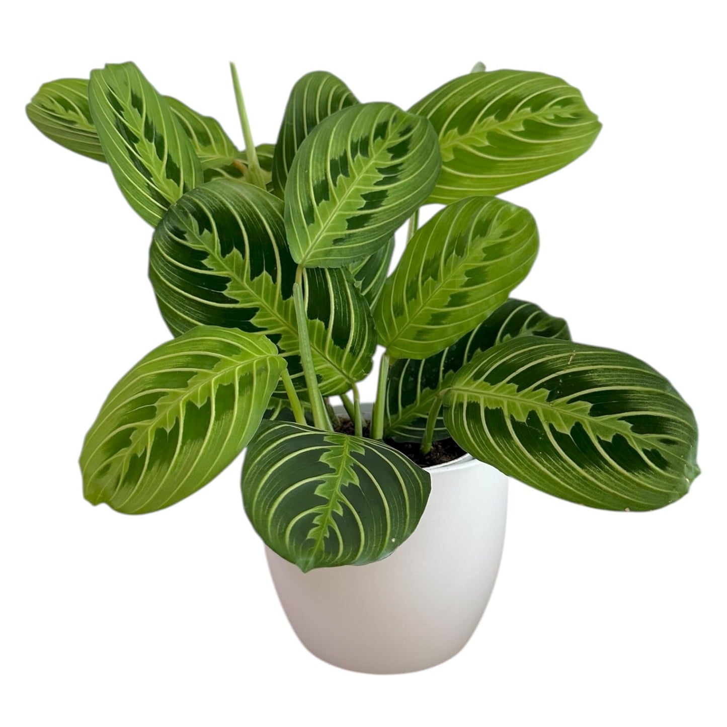 Live Plant, Lemon Lime Maranta Prayer Plant, Pet Friendly, Air Purifying Plant, Easy Care, Easy to Grow Live Indoor Plant, Houseplant, Rare Indoor Plant, Home Décor Pot (White)