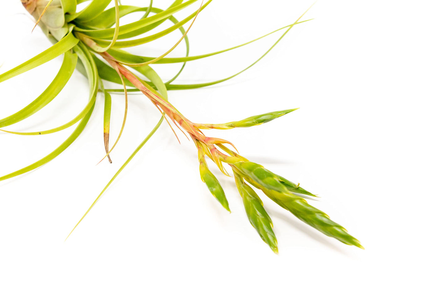 Air Plant Shop Tillandsia Roland Gosselini - Live Succulent House Plants - Home and Garden Decor - Easy Care Indoor and Outdoor Plants (Pack of 1)