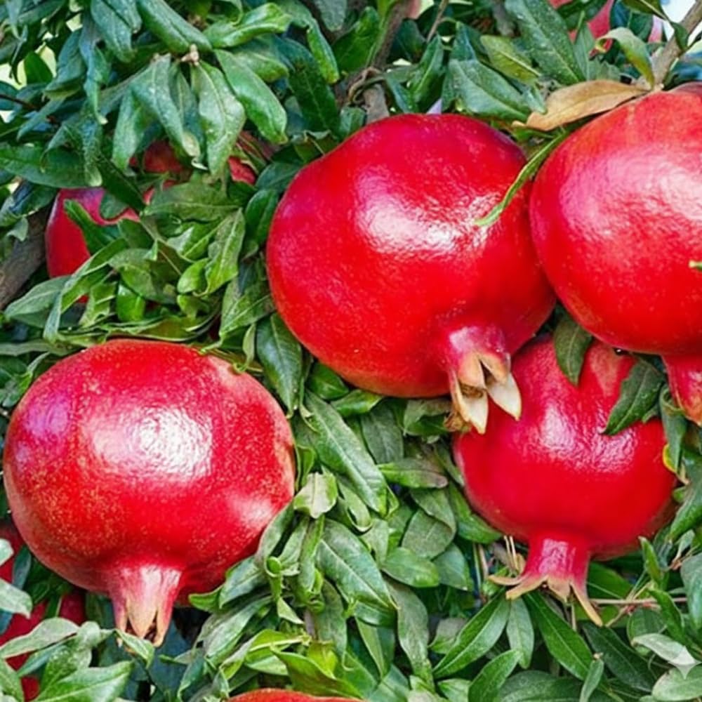 Pomegranate Tree Live Plant in 1 Gal Pot, Live Sweet Pomegranate Plants, 1-2 Feet Tall, Sweet Fruit Tree, Fast-Growing and High Yielding, No to CA