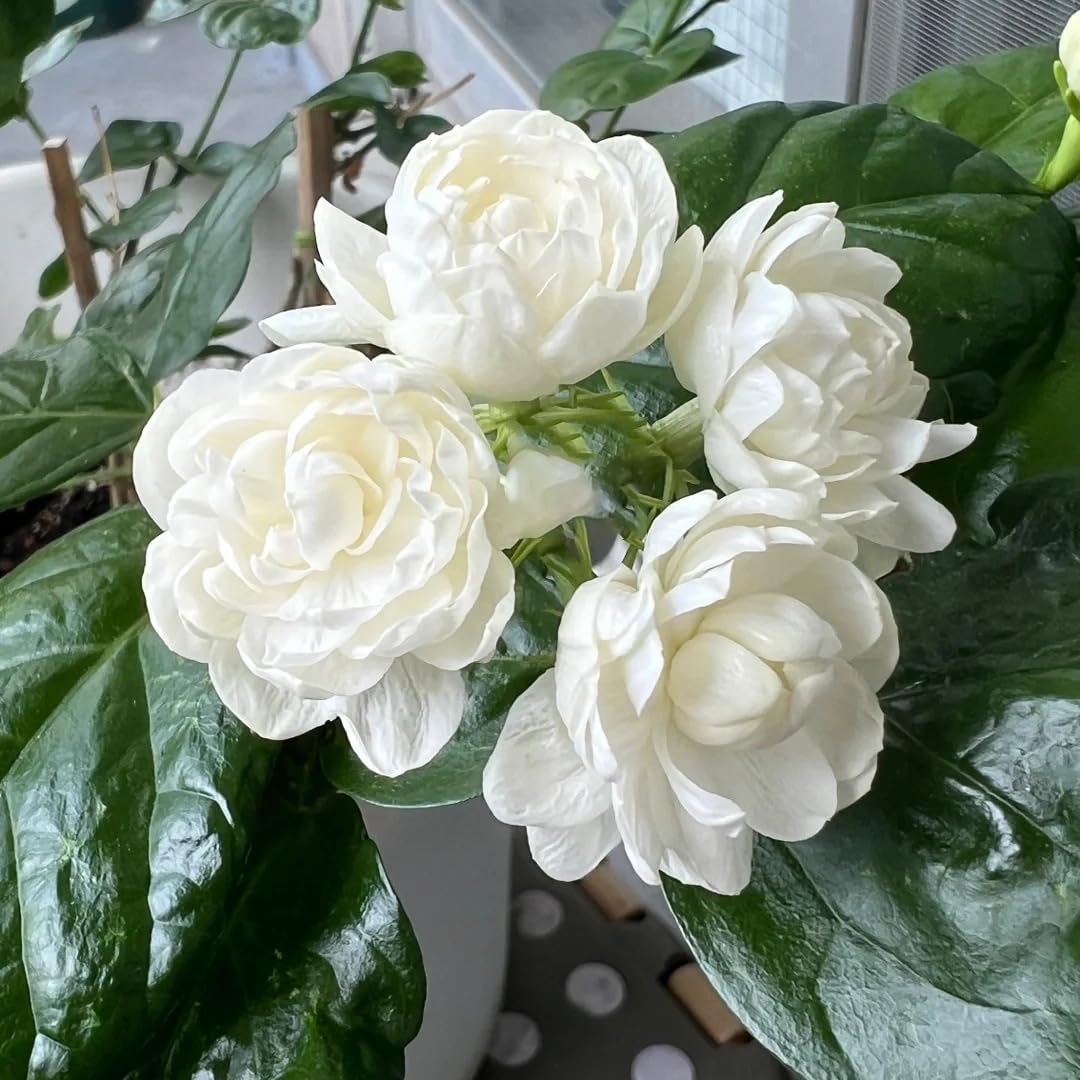 Jasmine Flower Seeds for Planting, 300+ Double Jasminum Sambac Seeds, Fragrant Flowers for Home Garden Outdoor, Non-GMO Heirloom