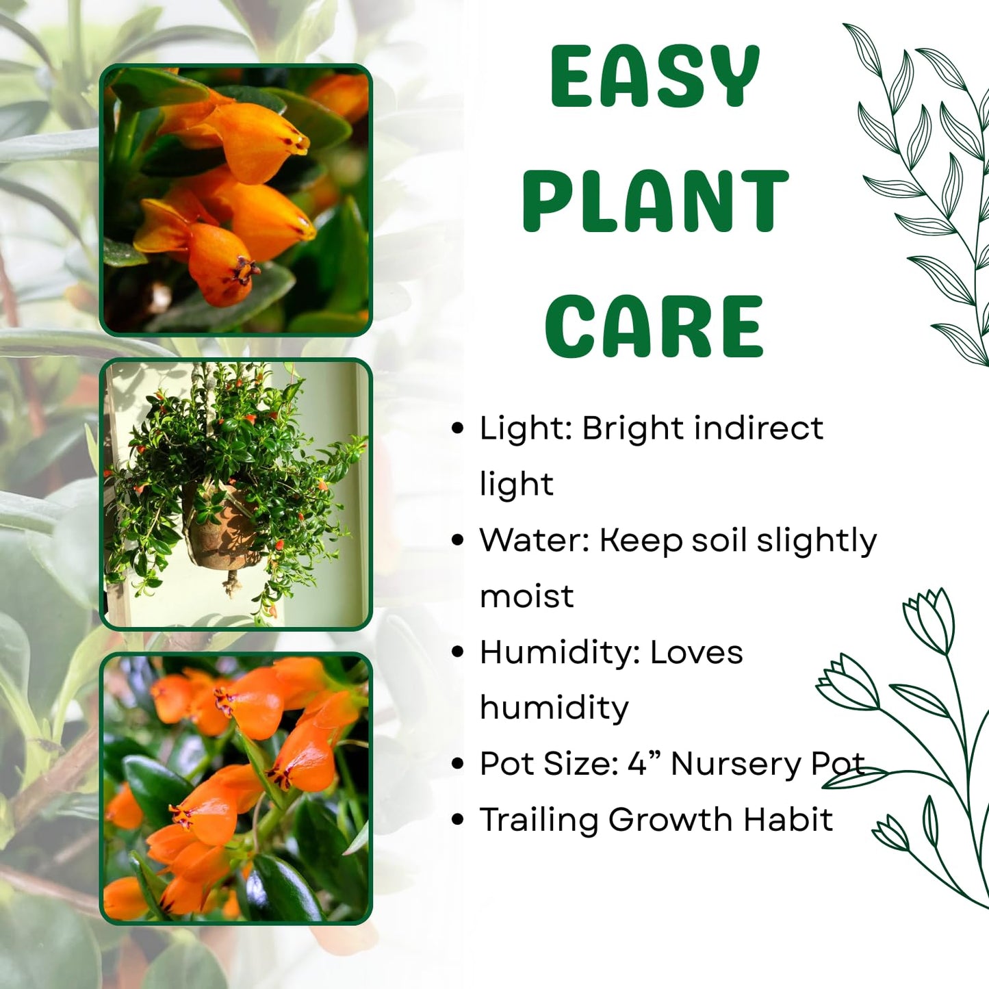 Trailing Goldfish Plant Live in 4" Pot, Tropical Houseplant for Hanging Baskets, Indoor Live Plant with Bright Blooms