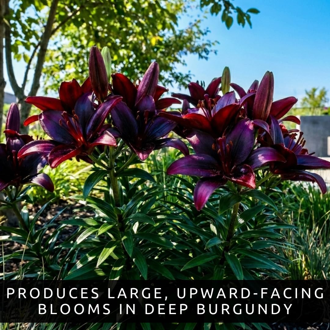 Blackstone Lily Bulbs for Planting – Deep Burgundy Black Asiatic Lily Flowers – Hardy Perennial Summer Blooms – Dramatic Garden Accent (5 Bulbs)
