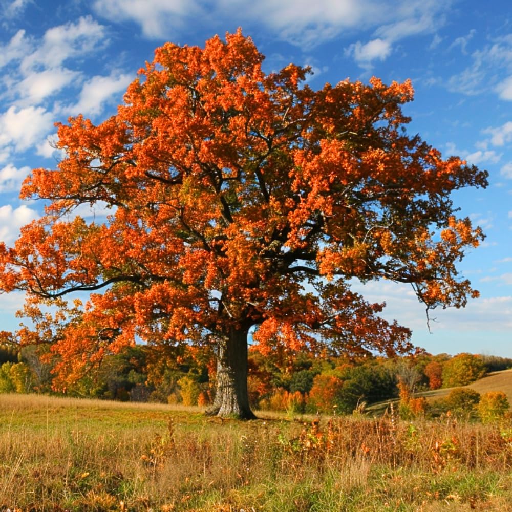 Oak Tree Live Plant, Oak Shades Tree in Quart Pot, Dormant in Winter, 6-12'' Tall, Ready to Grow Seedlings (White Oak)