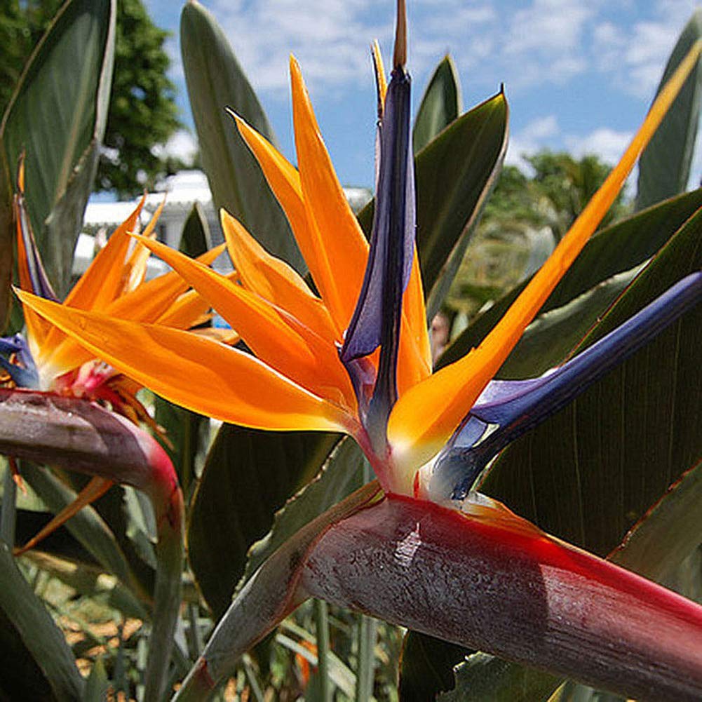 SeedsUP - 3+ Seeds Bird of Paradise Crane Flowers Strelitzia Garden - Flower Orange