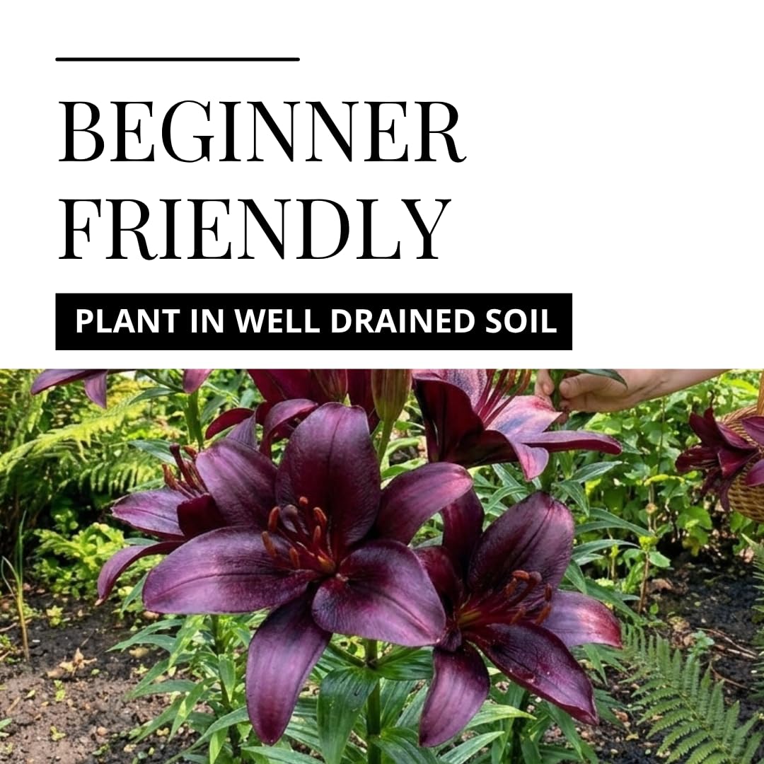 Blackstone Lily Bulbs for Planting – Deep Burgundy Black Asiatic Lily Flowers – Hardy Perennial Summer Blooms – Dramatic Garden Accent (5 Bulbs)