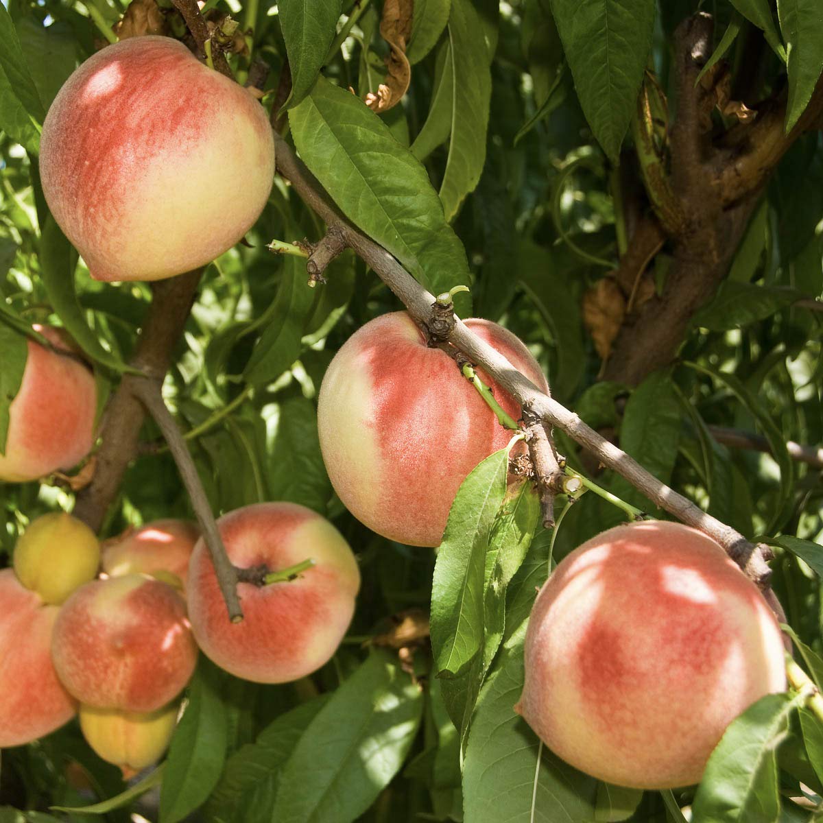 GURNEY'S - Red Haven Peach Dormant Bare Root Starter Fruit Tree - Due to restrictions Can't Ship to CA, CO, ID, MT, OR, or WA