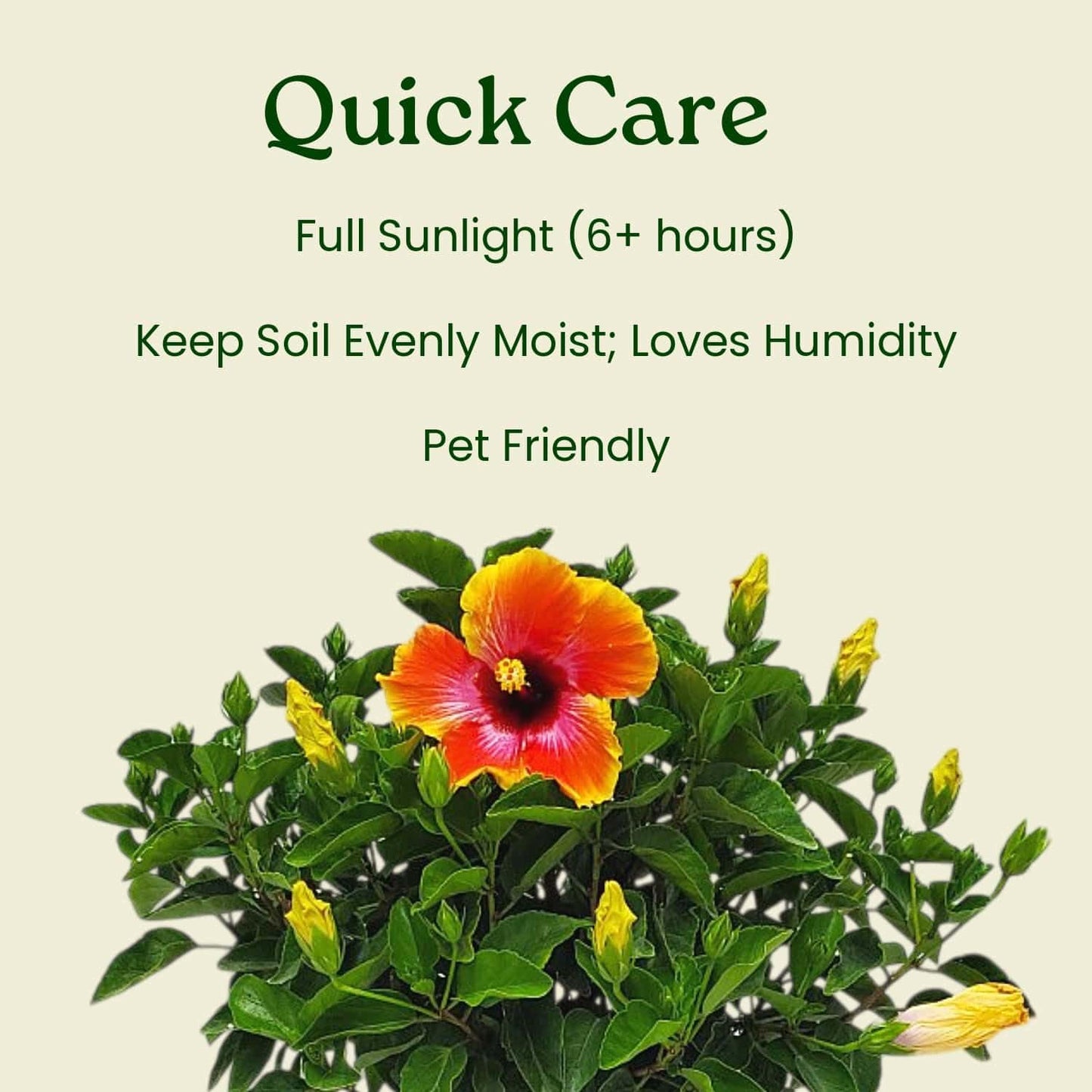 Hibiscus Bush - Fiesta Flower - Tropical Plants of Florida - 3 Gallon Pot - Overall Height 22" to 26" - Sunset Multicolor Blooms