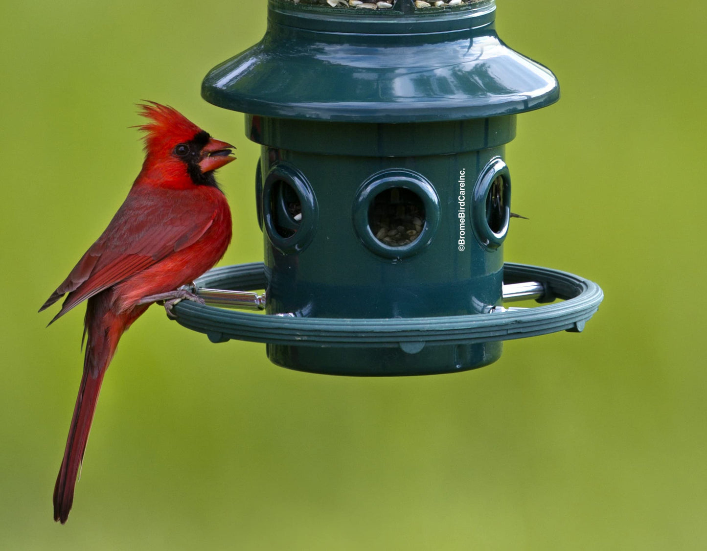 Squirrel Buster Plus Squirrel-proof Bird Feeder w/Cardinal Ring and 6 Feeding Ports, 5.1-pound Seed Capacity, Adjustable, Pole-mountable (POLE ADAPTOR SOLD SEPARATELY), Green